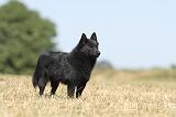 SCHIPPERKE 140